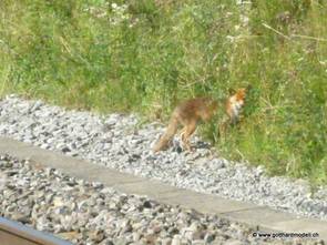 Und ab in die Büsche!